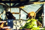 Alaska 1991-259a