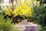 Australia 1994-443a