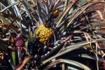 Hawaii 1994-035a