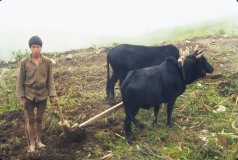 Nepal 1992-177a
