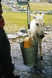 Nepal 1992-294a