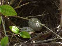 Birdnest