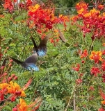 Butterfly-Garden-1