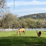 Dakota-in-Pasture-1-cr