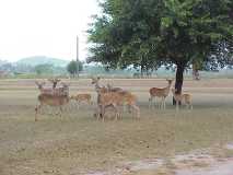 Deer_11