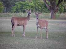 Deer_16