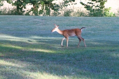 Deer_44