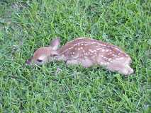 Fawn_01