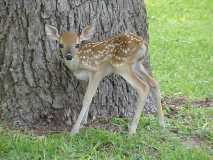 Fawn_11