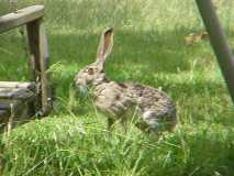Jack Rabbit_4