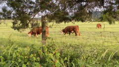 Montesino-Cattle-13