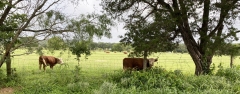 Montesino-Cattle-1a