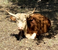 Steer